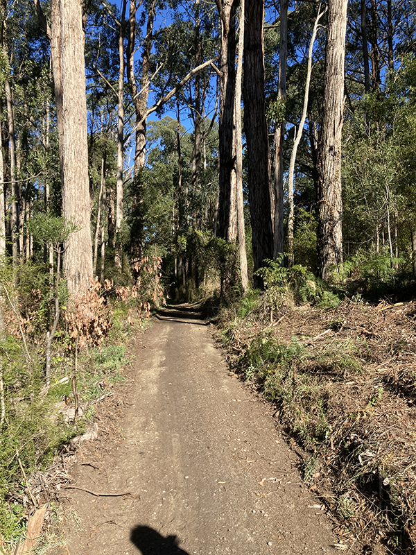 Walking track in Baths Rd Reserve